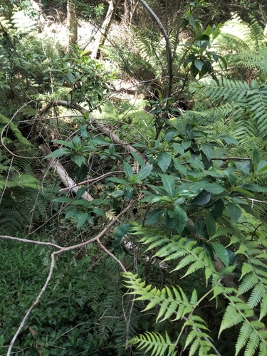Image of Hedycarya angustifolia by (c) plantlookymagee, some rights reserved (CC BY)