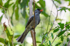 Hypsipetes madagascariensis