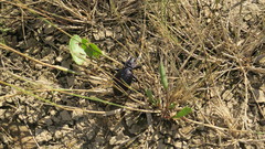 Carabus scabrosus tauricus