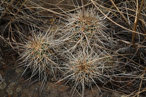 Foto de Cacto Ouriço