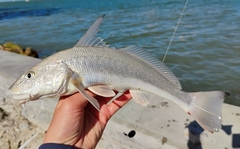 Gulf Kingfish photo 3