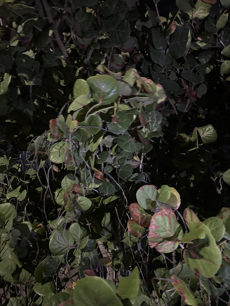 Foto de Uva-do-mar