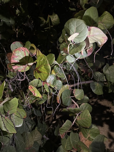 Foto de Uva-do-mar