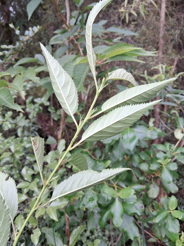 Foto de Cerejeira