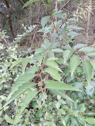 Foto de Cerejeira