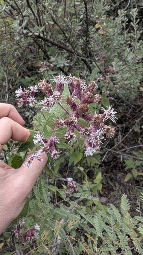Image of Bigelow's Thoroughwort (Chromolaena bigelovii) by no rights reserved