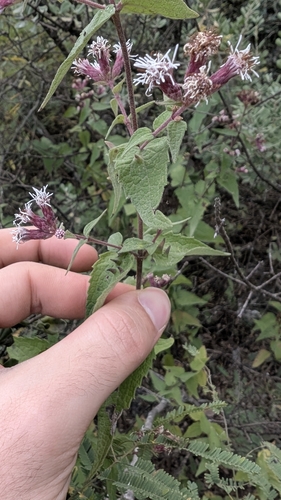 Image of Bigelow's Thoroughwort (Chromolaena bigelovii) by no rights reserved