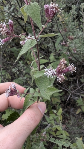 Image of Bigelow's Thoroughwort (Chromolaena bigelovii) by no rights reserved