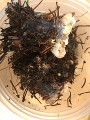 Hydnellum suaveolens