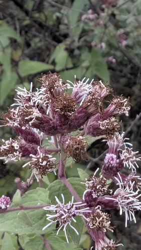 Image of Bigelow's Thoroughwort (Chromolaena bigelovii) by no rights reserved