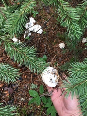 Hydnellum suaveolens