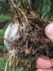 Hydnellum suaveolens