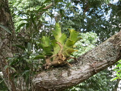 (c) Victor Farjalla Pontes, some rights reserved (CC BY) Billbergia horrida, photograph (c) Victor Farjalla Pontes, some rights reserved (CC BY)