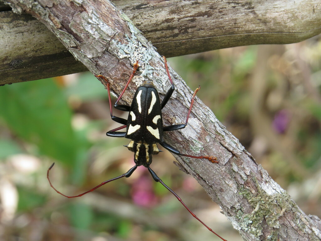 Poecilopyrodes pictus