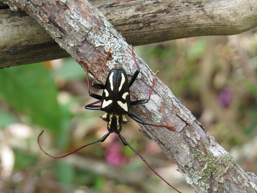 Poecilopyrodes pictus