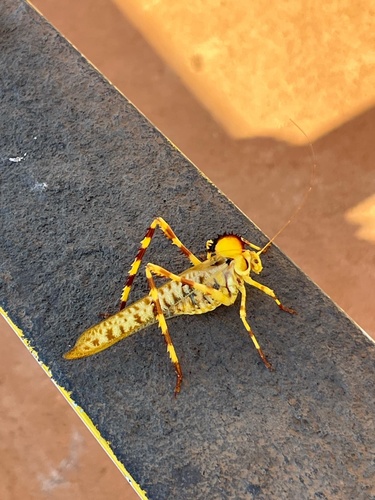 Crested Katydid