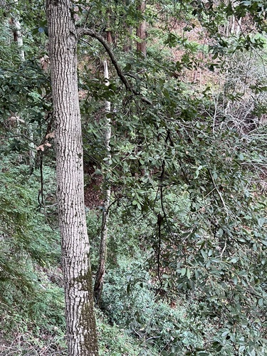 Tanoeiro