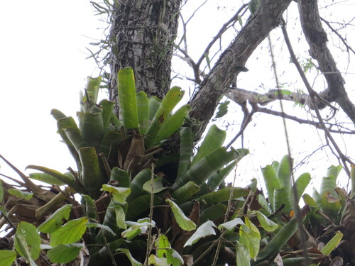 Billbergia horrida, photograph 3