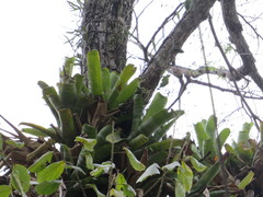 (c) Victor Farjalla Pontes, some rights reserved (CC BY) Billbergia horrida, photograph (c) Victor Farjalla Pontes, some rights reserved (CC BY)