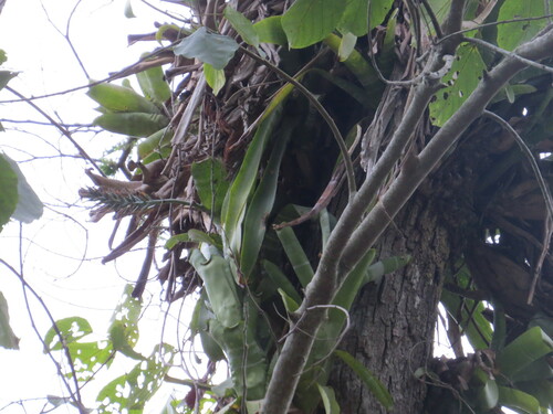 Billbergia horrida, photograph 4