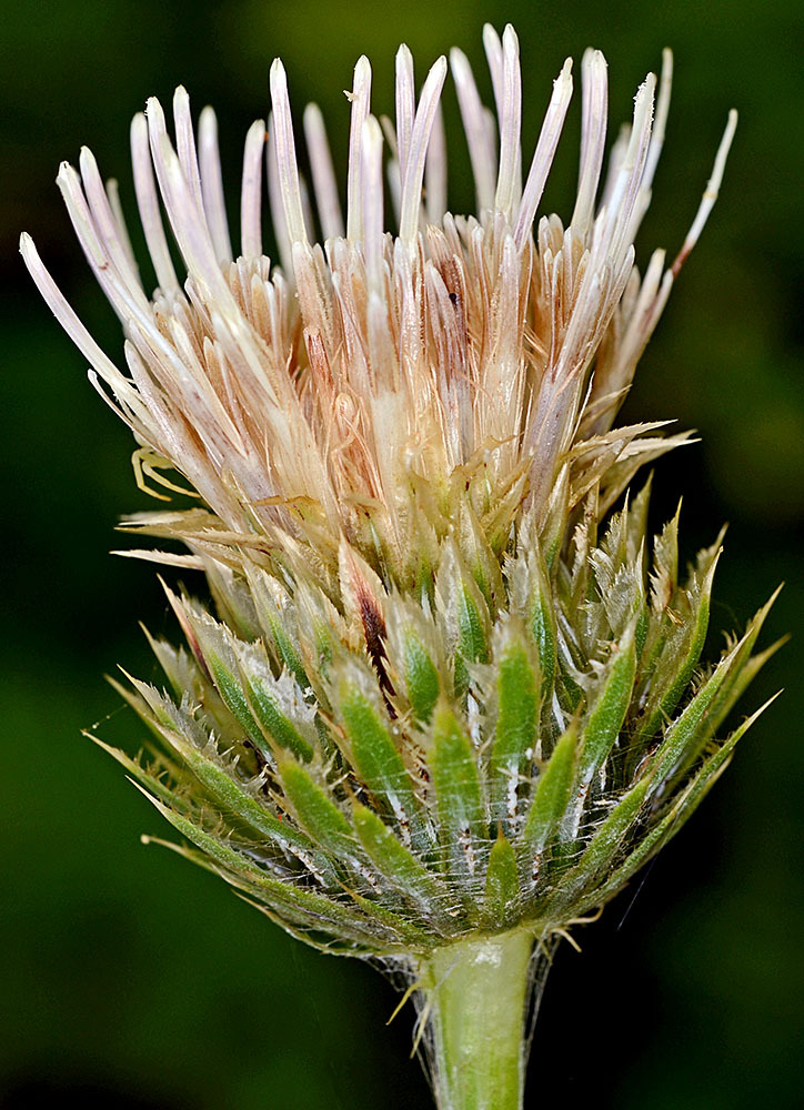 Cirsium remotifolium
