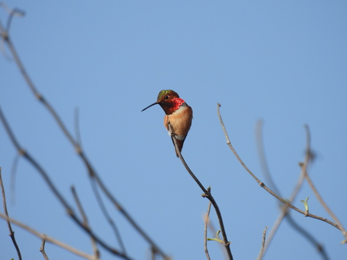iNaturalist observation photo of Allen's Hummingbird