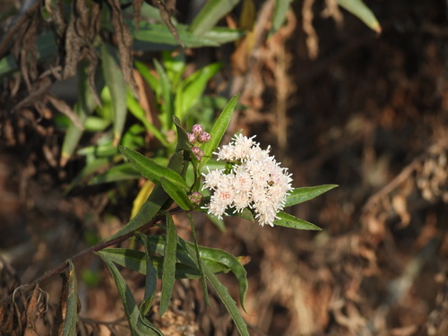 iNaturalist observation photo of mule fat