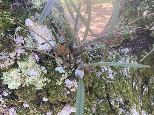 Foto de Orquídea-borboleta
