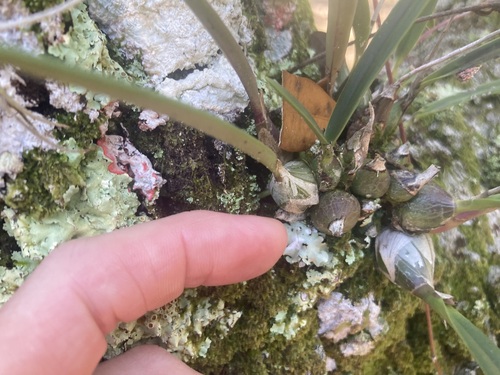 Foto de Orquídea-borboleta