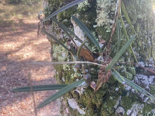 Foto de Orquídea-borboleta