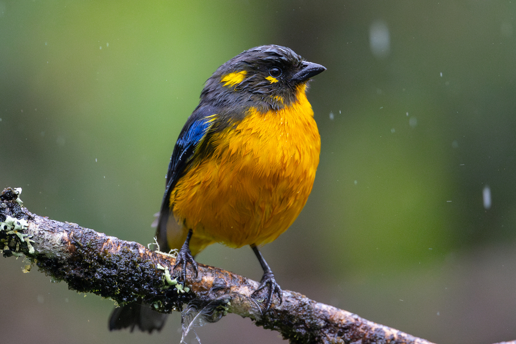 Lacrimose Mountain-Tanager