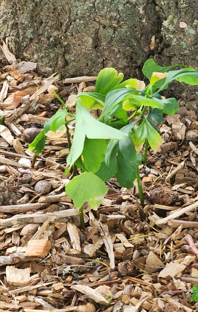 Foto de Ginkgo