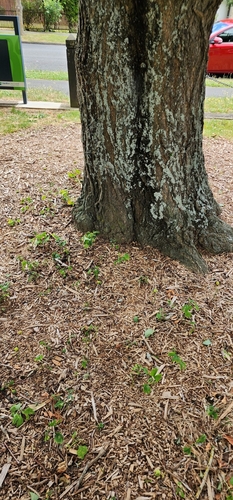 Foto de Ginkgo