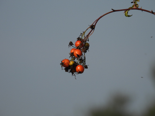 iNaturalist observation photo of California Wild Rose