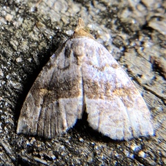 Oxycilla malaca