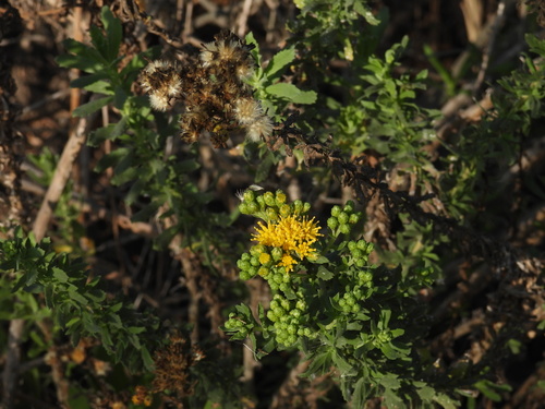 iNaturalist observation photo of Coastal Goldenbush
