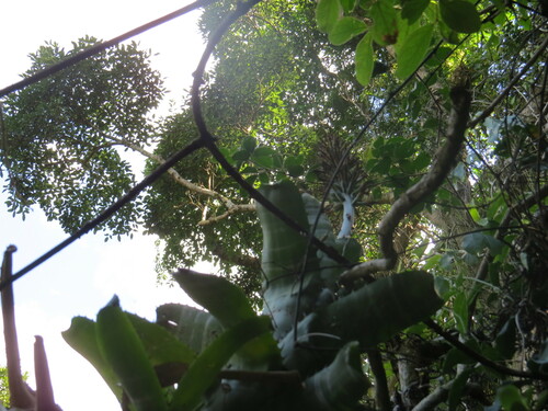 Billbergia horrida, photograph 1