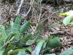 Billbergia horrida