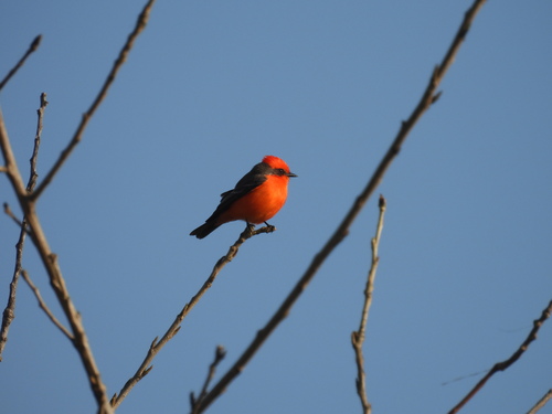 iNaturalist observation photo of Vermilion Flycatcher
