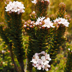 Westringia rubiifolia, photograph author not stated, no rights reserved