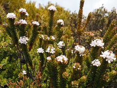Westringia rubiifolia, photograph author not stated, no rights reserved