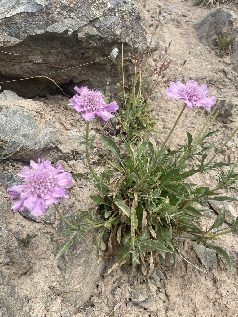 Lomelosia alpestris