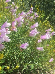 Penstemon lyallii