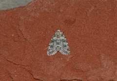 Bryophila domestica