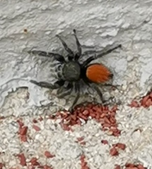 Phidippus ardens