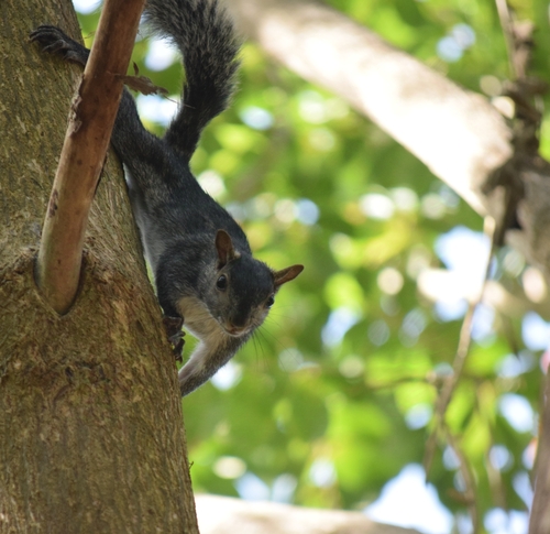 Collie's Squirrel