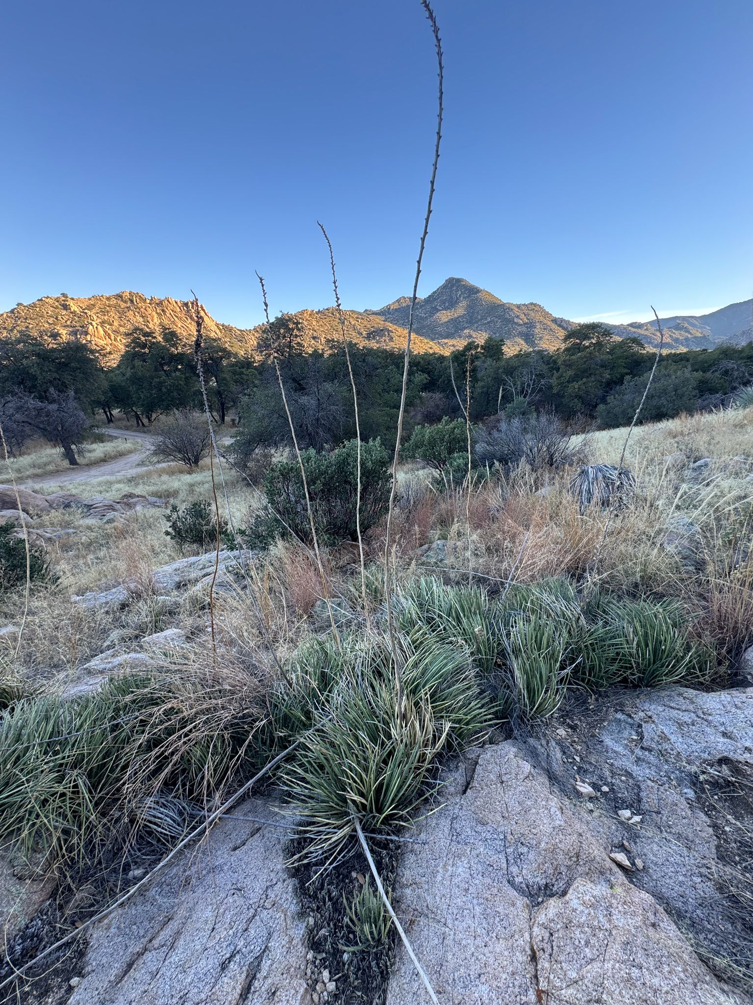 Agave sonorae (Torr.) Mearns