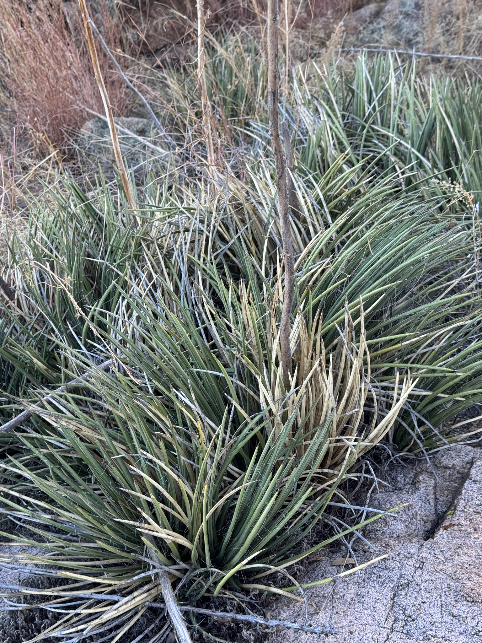 Agave sonorae (Torr.) Mearns 3