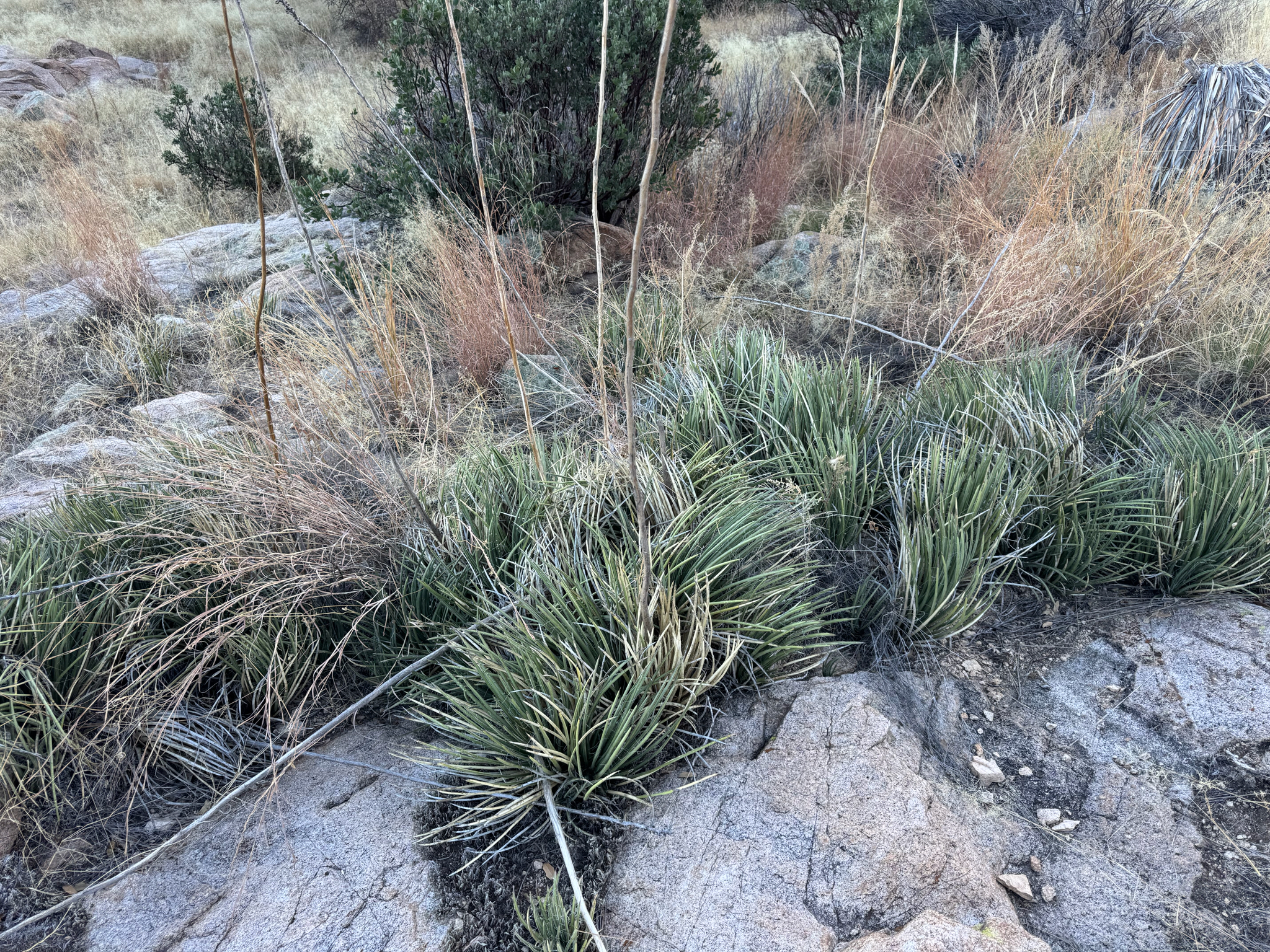 Agave sonorae (Torr.) Mearns 2