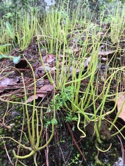 Pinguicula heterophylla